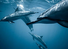 开云体育下载-海报·十五运会项目知多D